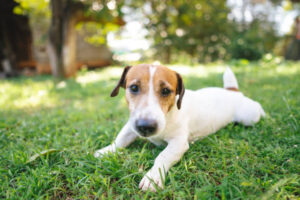istockphoto-1509200735-612x612