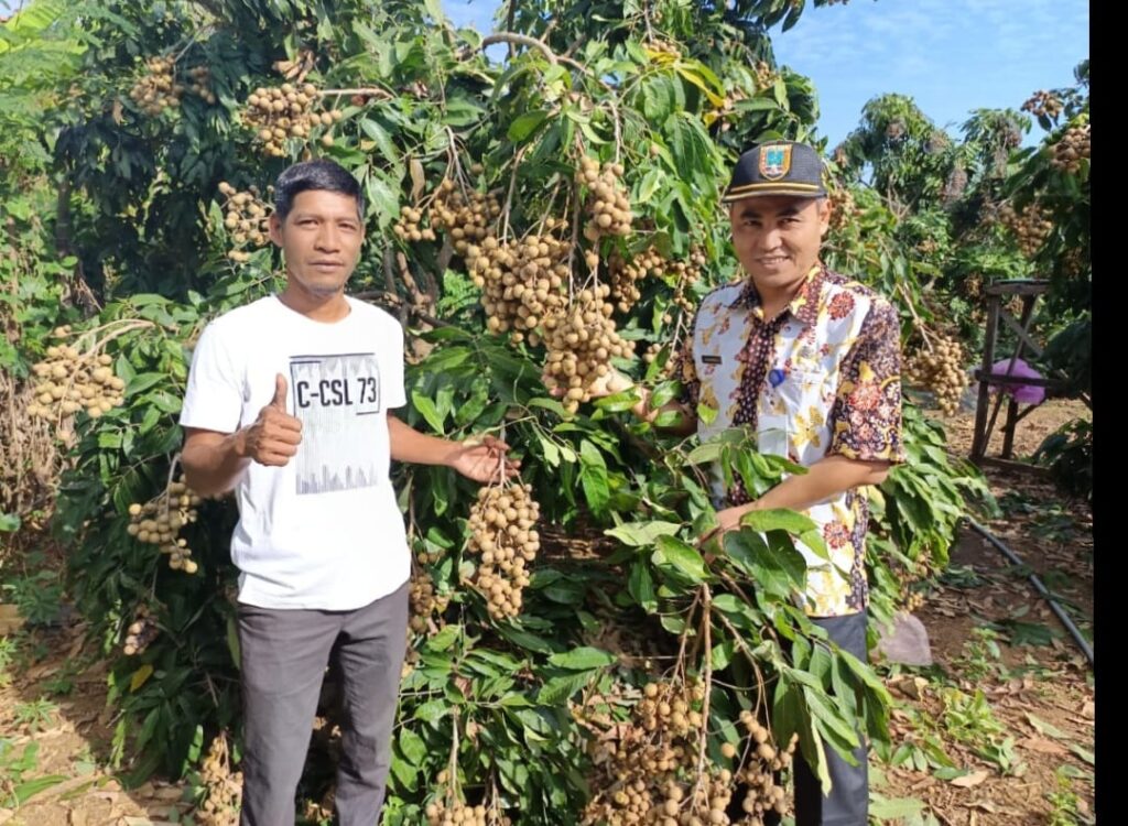 kelengkeng